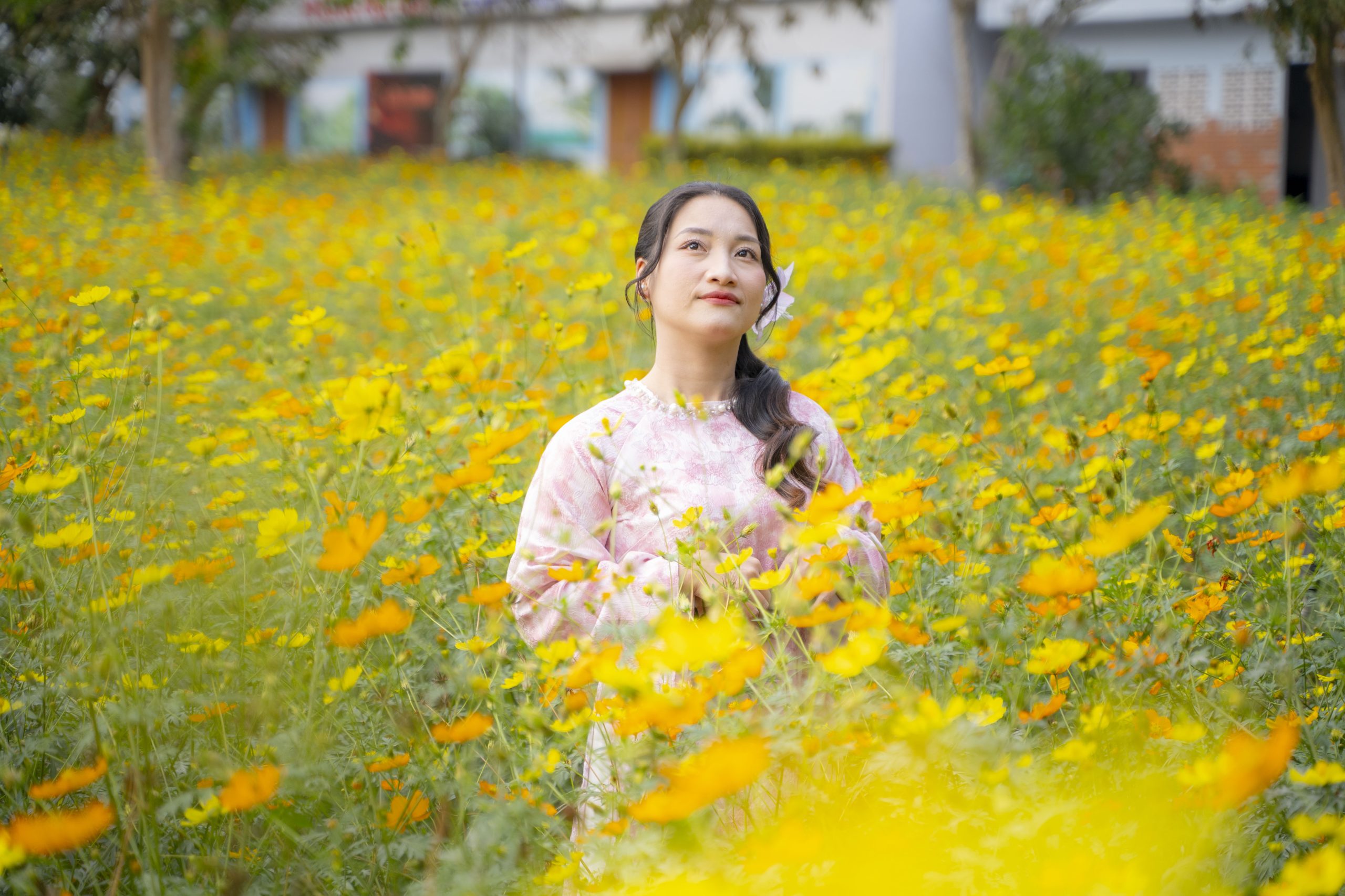 Cánh đồng hoa sao nhái lớn nhất khu vực vũng tàu